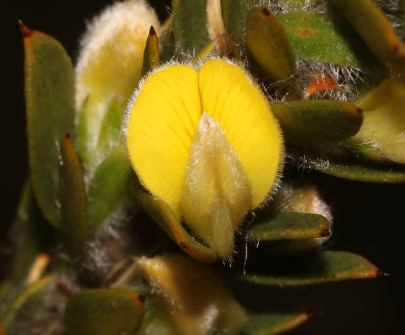 Aspalathus vulpina photo 7