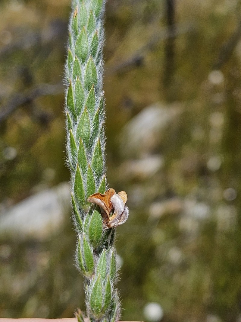 Aspalathus vulpina photo 8