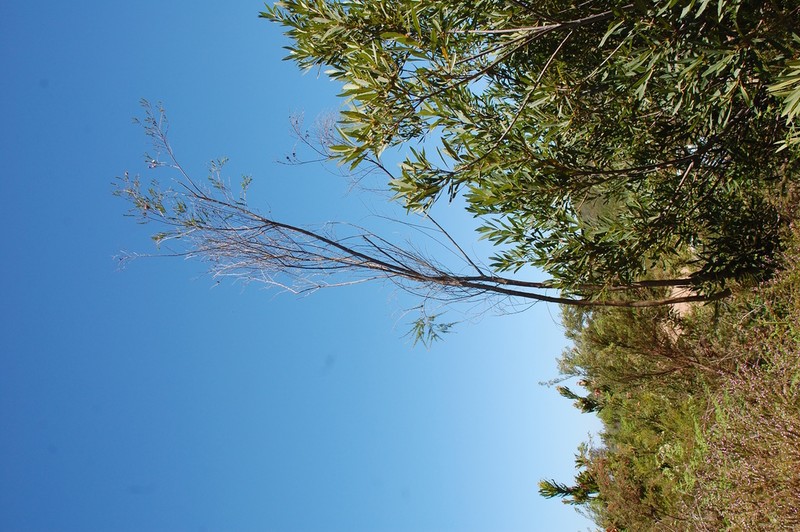 Aspalathus willdenowiana