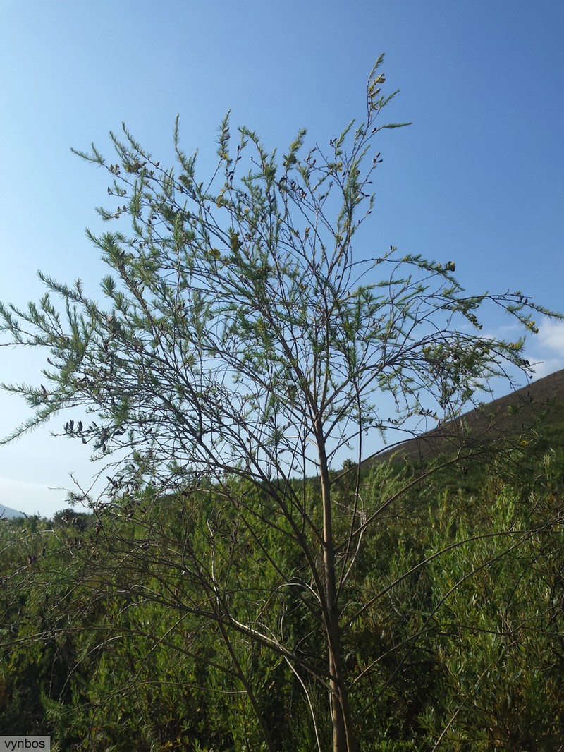 Aspalathus willdenowiana photo 3