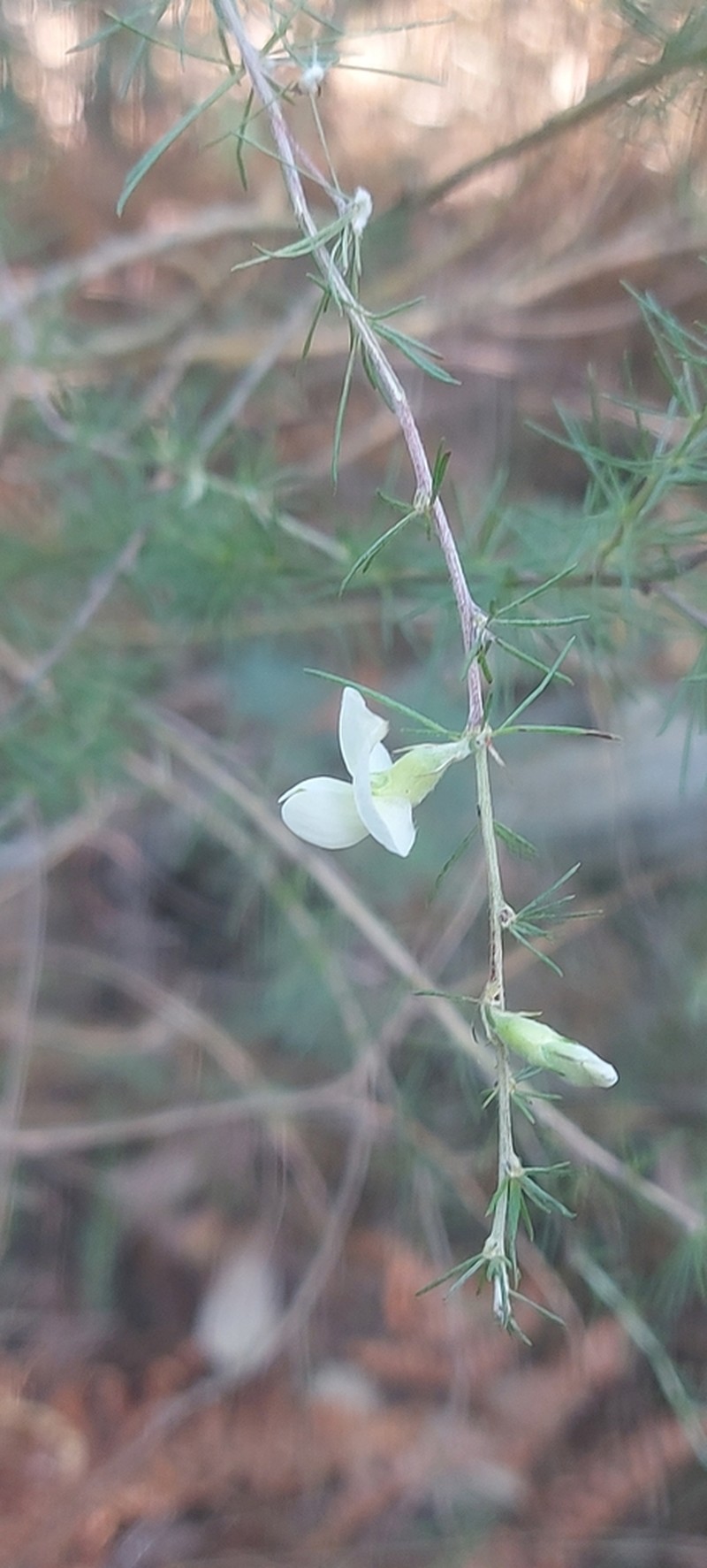 Aspalathus willdenowiana photo 5