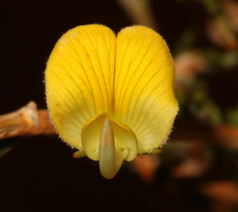 Aspalathus wittebergensis