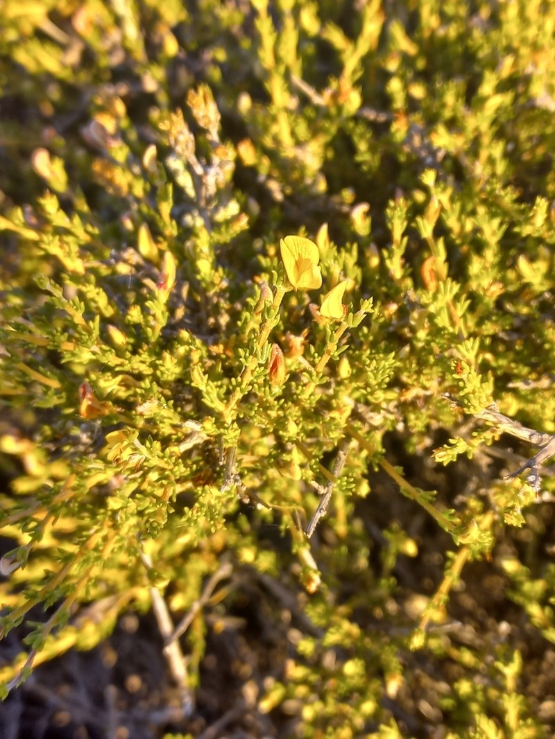Aspalathus wittebergensis photo 2