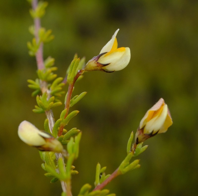Aspalathus wittebergensis photo 3
