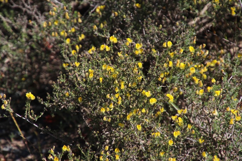 Aspalathus wittebergensis photo 4