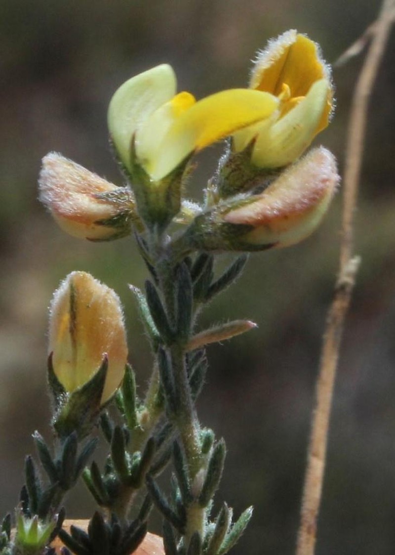 Aspalathus wittebergensis photo 5