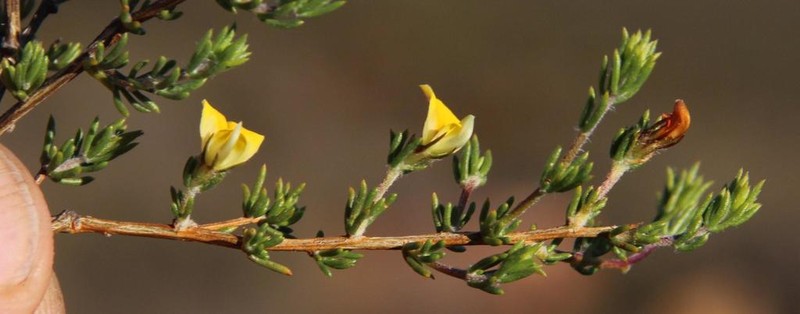 Aspalathus wittebergensis photo 6