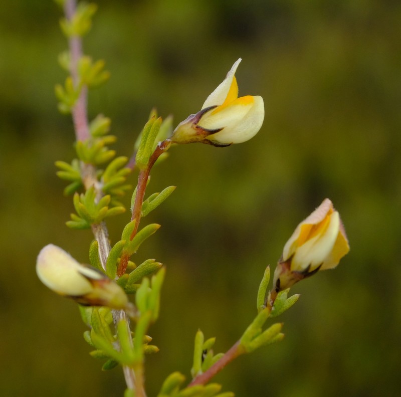 Aspalathus wittebergensis photo 7