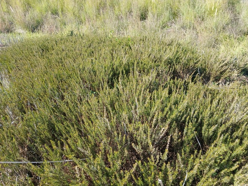 Aspalathus wurmbeana