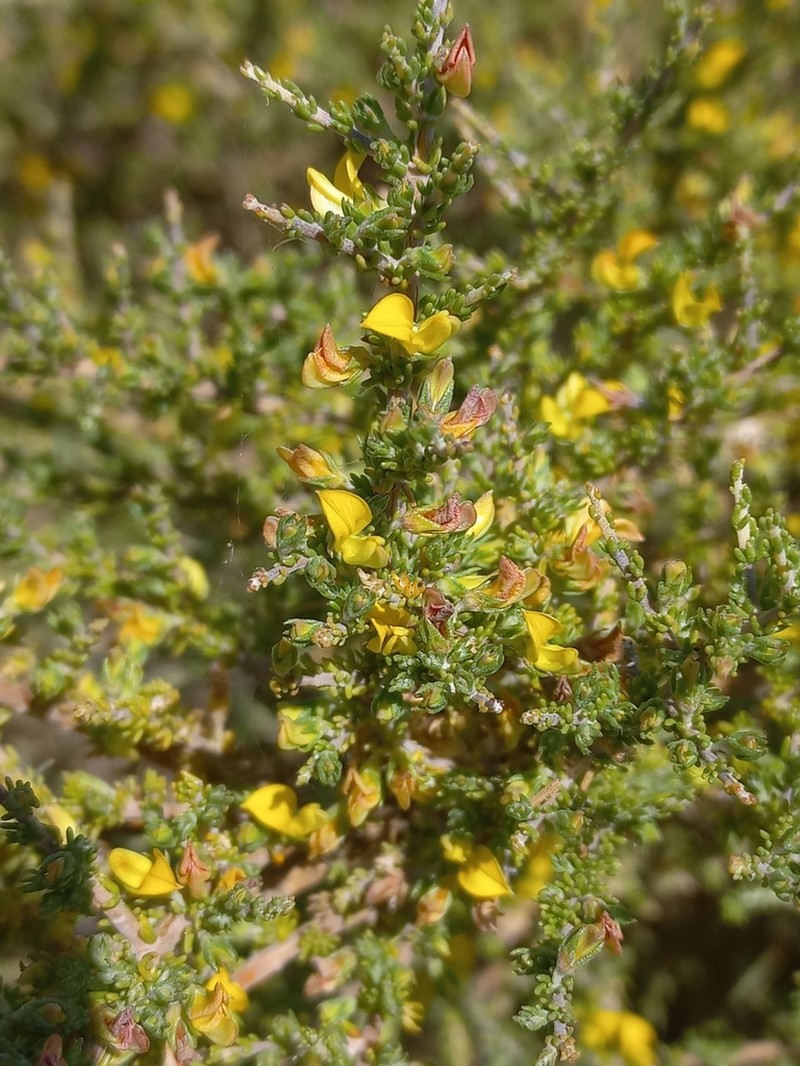 Aspalathus wurmbeana photo 2