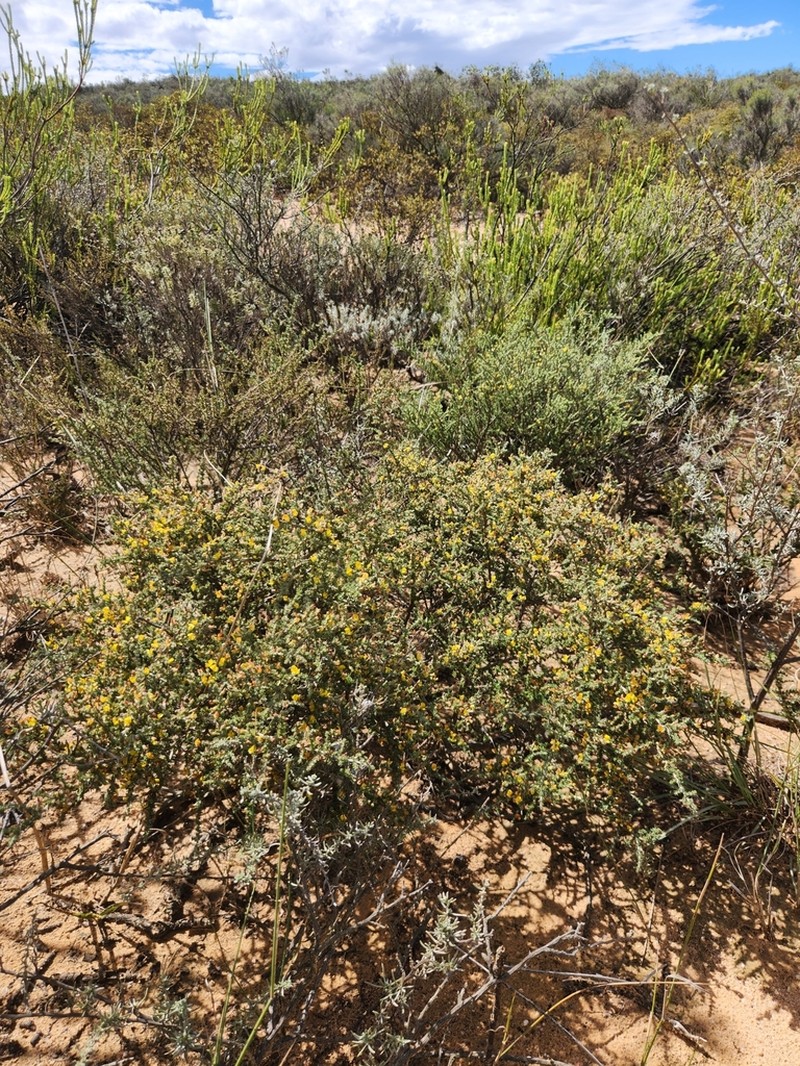 Aspalathus wurmbeana photo 3