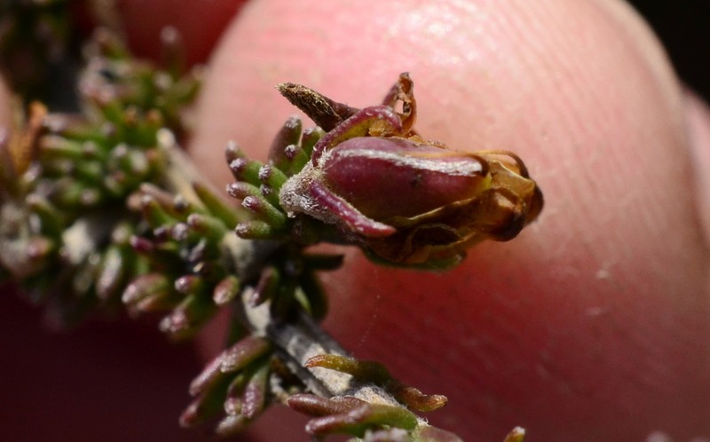 Aspalathus wurmbeana photo 4