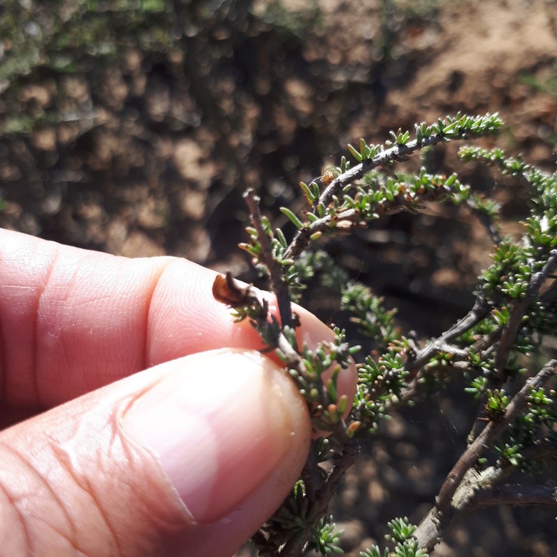 Aspalathus wurmbeana photo 5