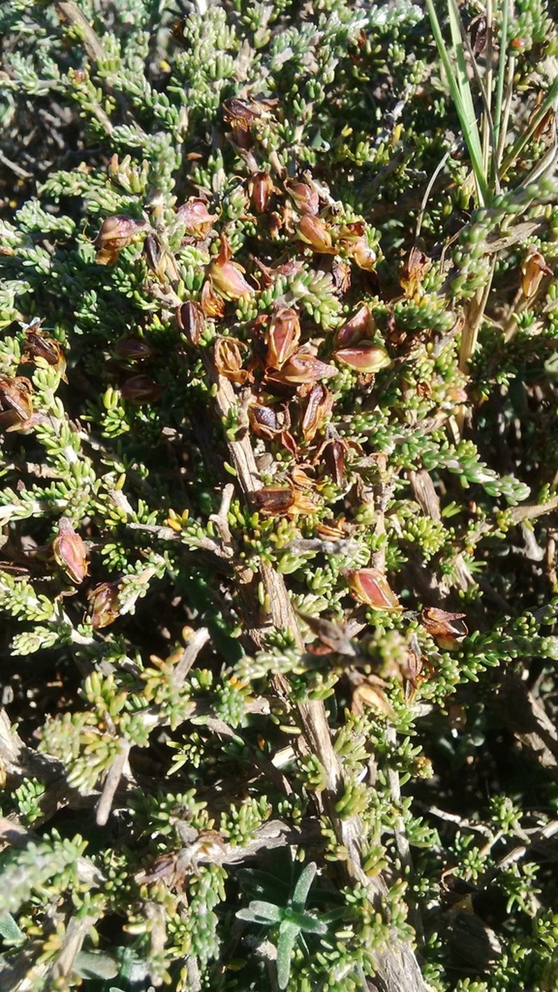 Aspalathus wurmbeana photo 7
