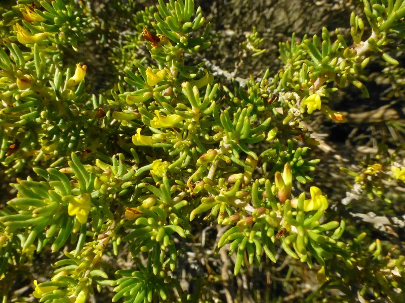 Aspalathus zeyheri photo 7