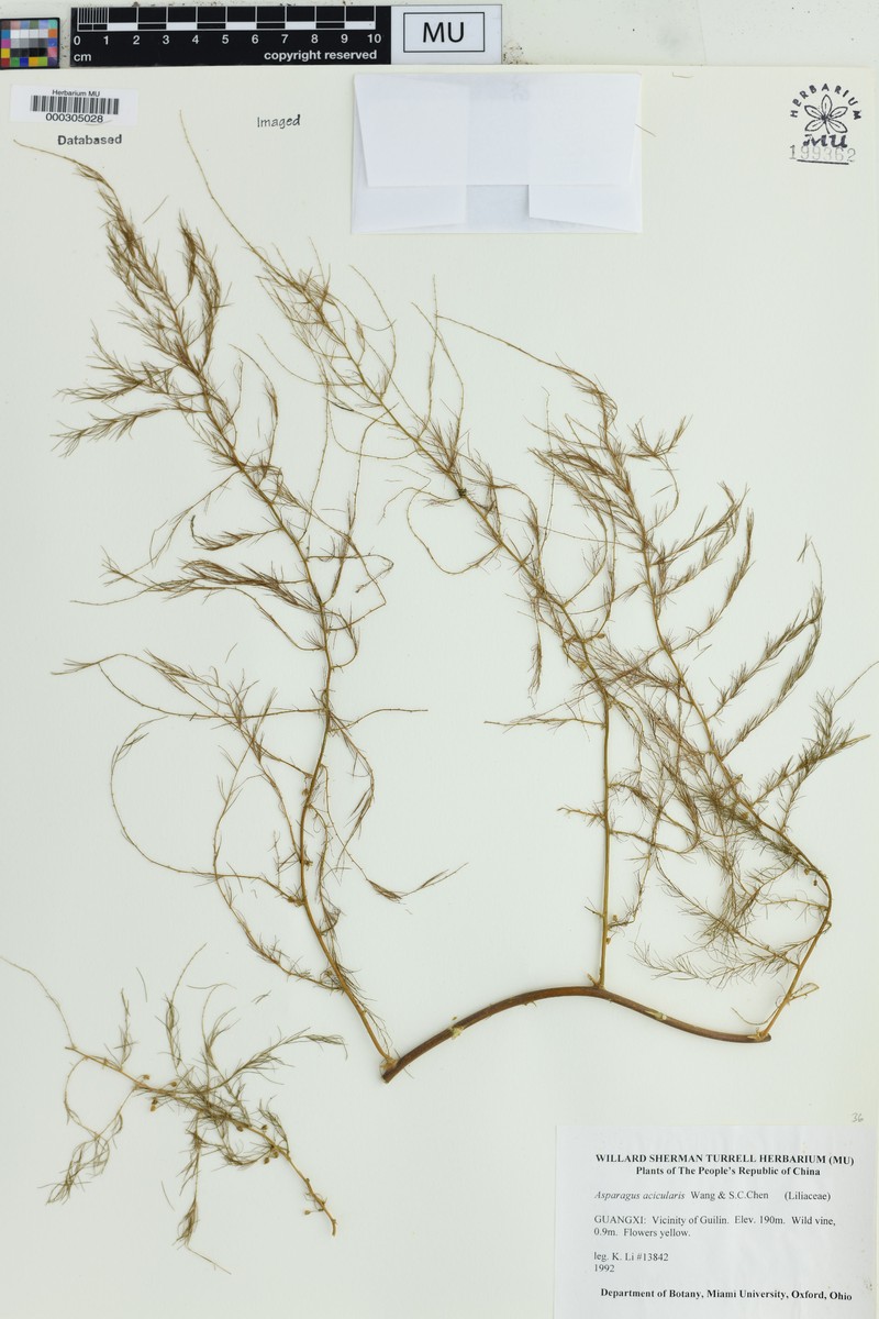 Asparagus acicularis
