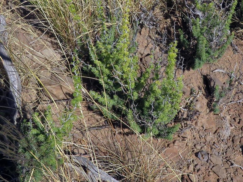 Asparagus acocksii photo 3