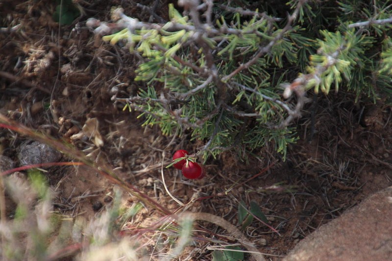 Asparagus acocksii photo 6
