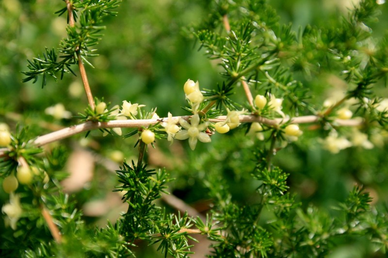 Asparagus acutifolius photo 2