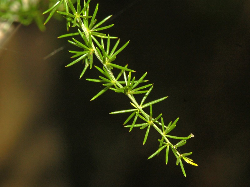 Asparagus acutifolius photo 3