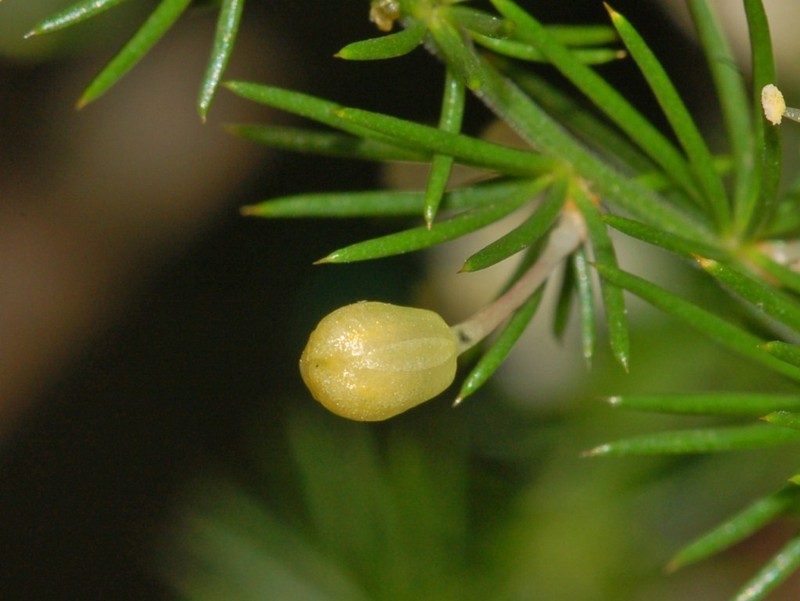 Asparagus acutifolius photo 4