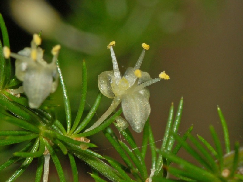 Asparagus acutifolius photo 5