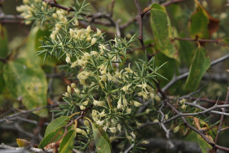 Asparagus acutifolius photo 6