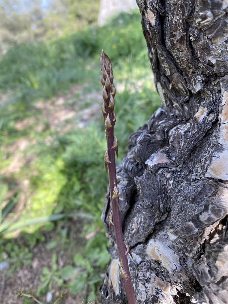 Asparagus acutifolius photo 7
