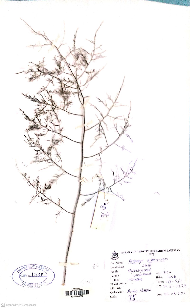 Asparagus adscendens