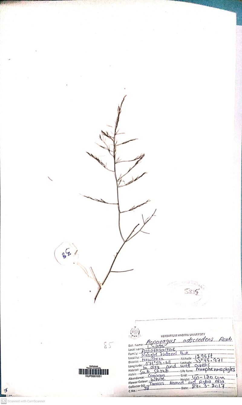 Asparagus adscendens photo 2