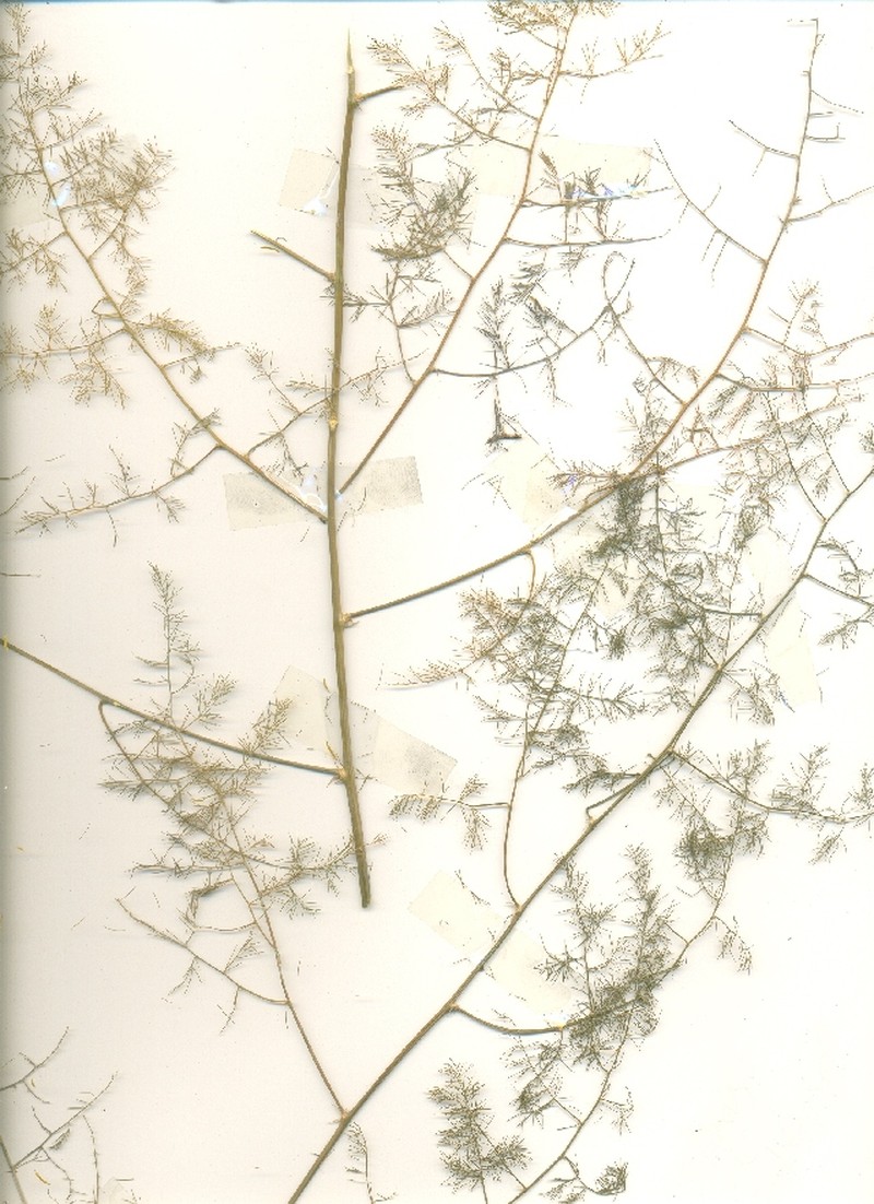 Asparagus adscendens photo 3