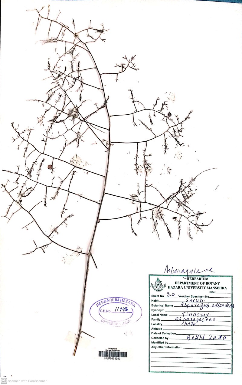 Asparagus adscendens photo 4