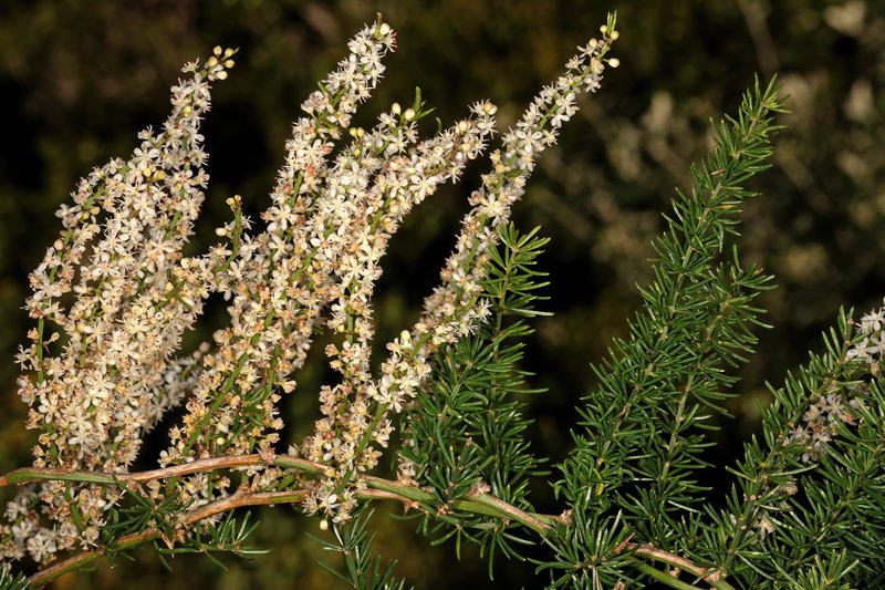 Sprenger's Asparagus Fern