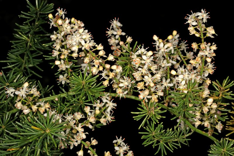 Sprenger's Asparagus Fern photo 3