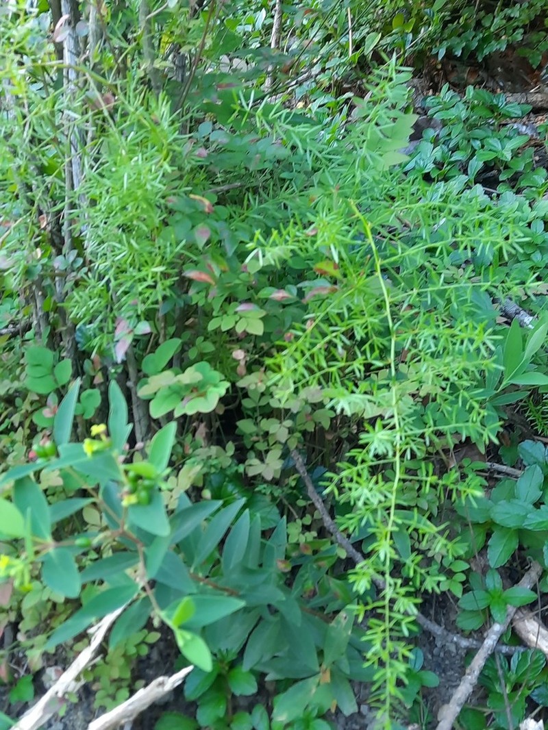 Sprenger's Asparagus Fern photo 4