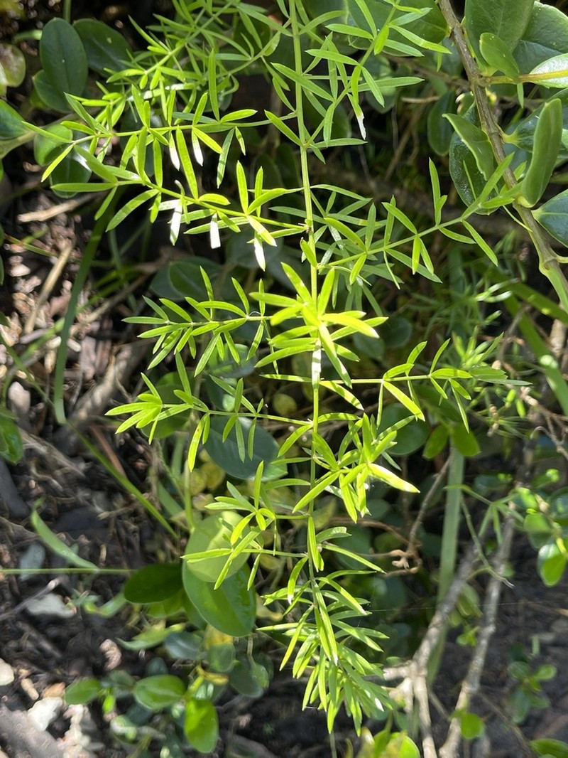 Sprenger's Asparagus Fern photo 6