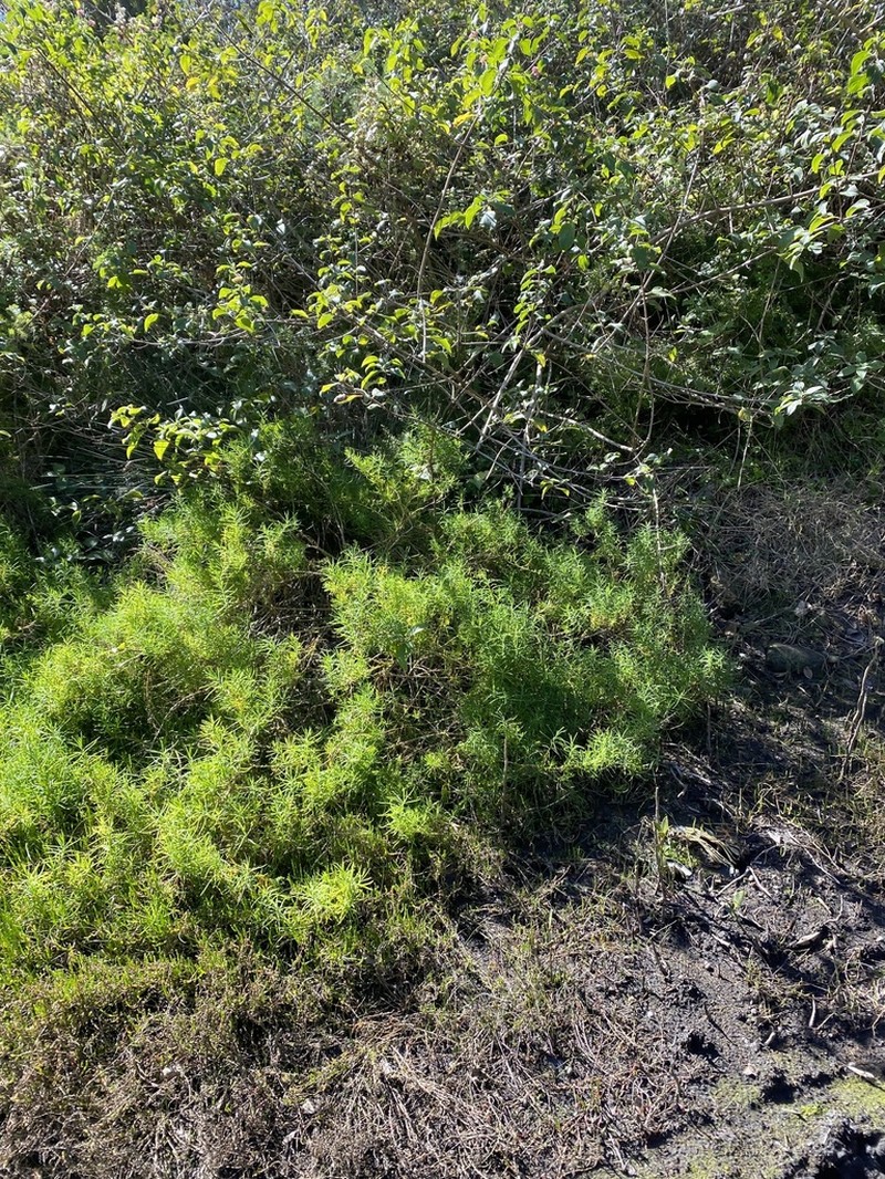 Sprenger's Asparagus Fern photo 7