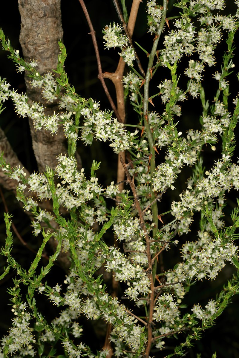 African Asparagus