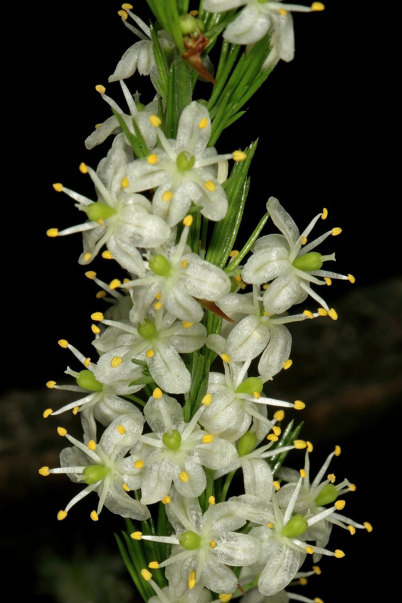 African Asparagus photo 2