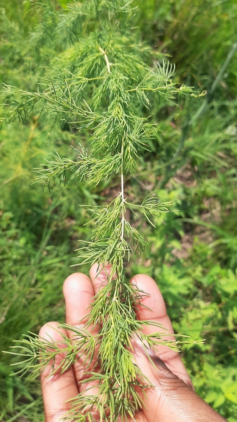 African Asparagus photo 3