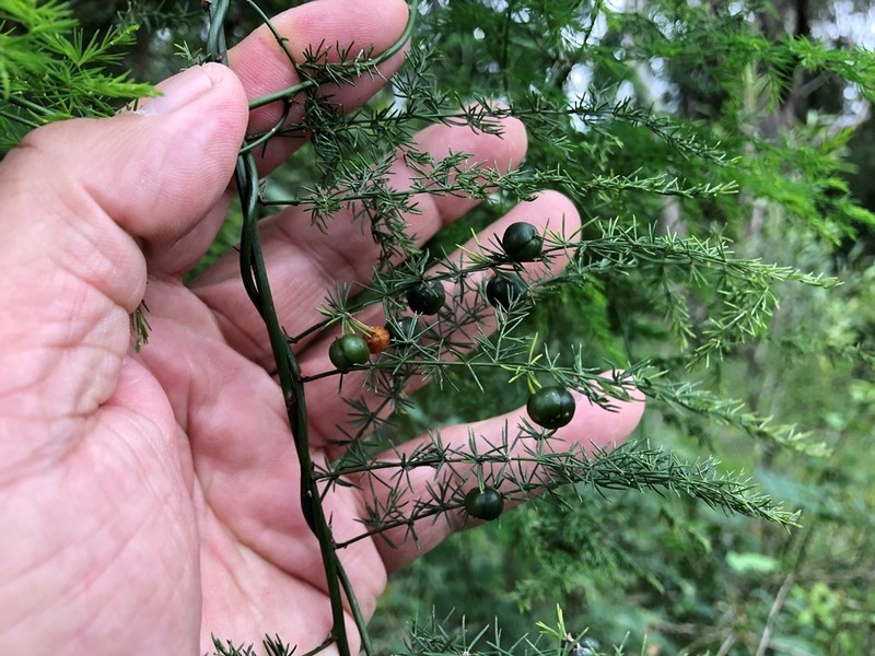 African Asparagus photo 4