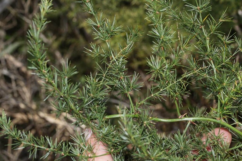 African Asparagus photo 5