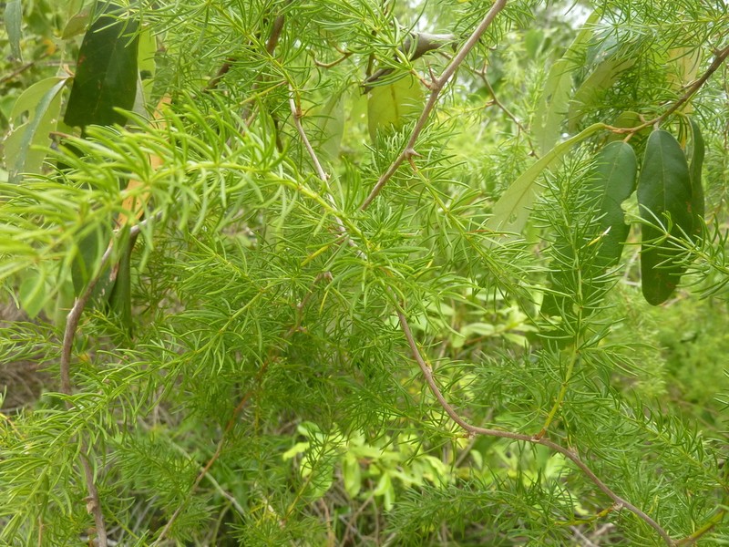 African Asparagus photo 6