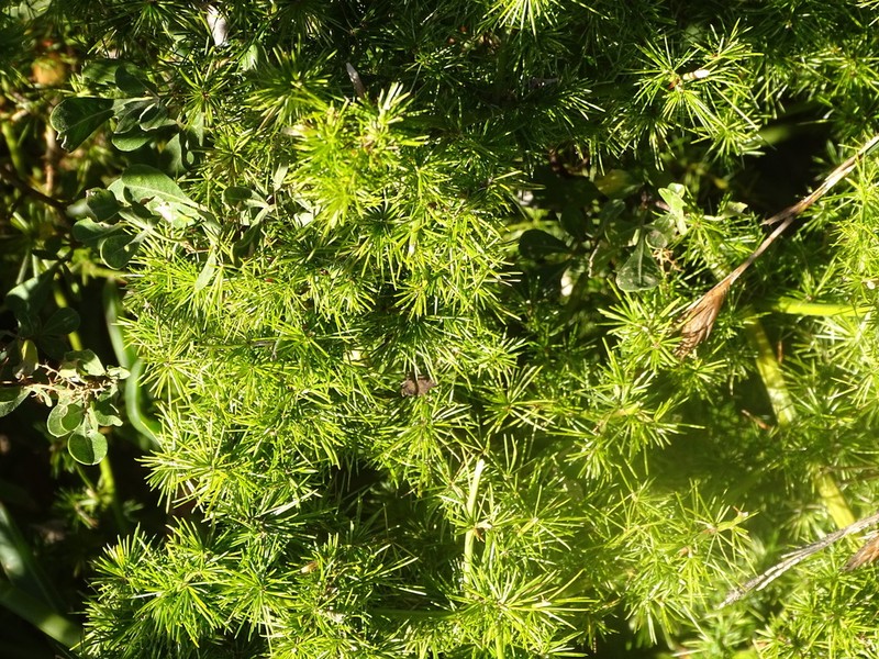 African Asparagus photo 7