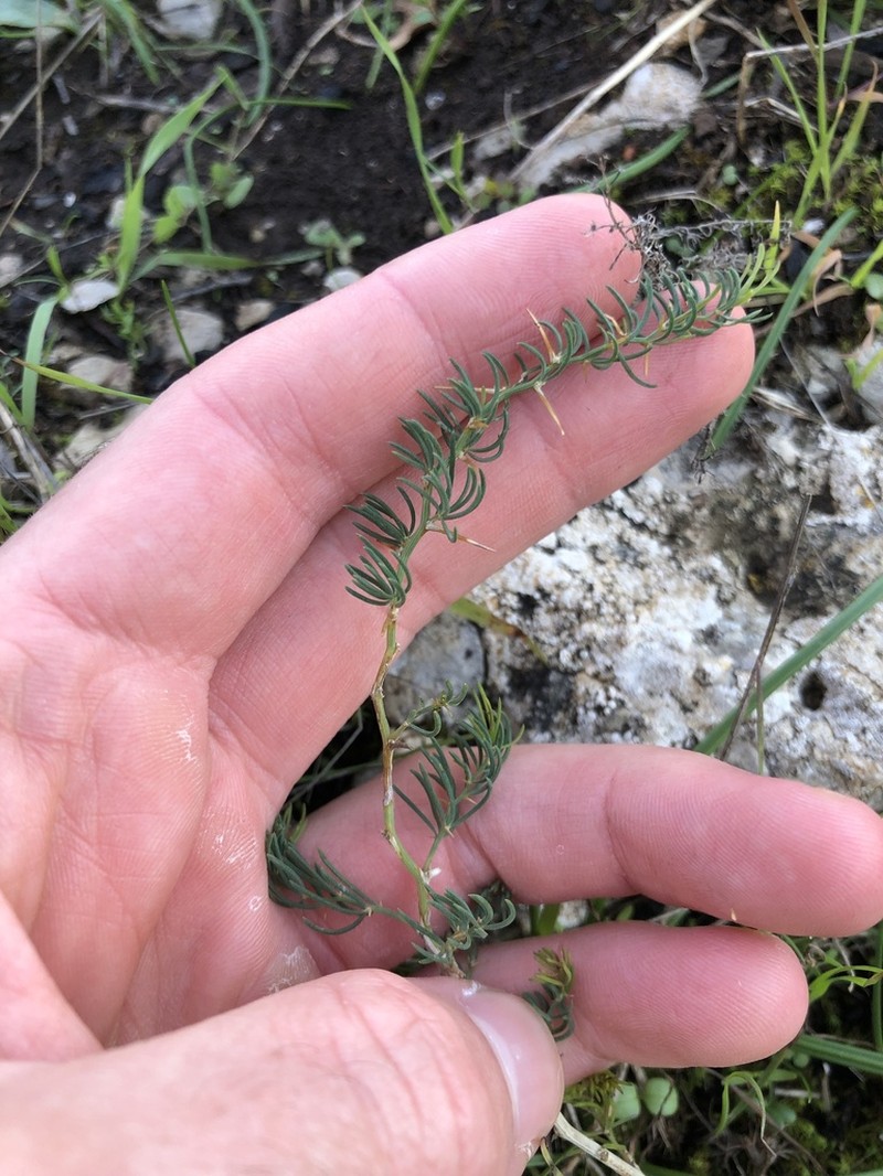 Asparagus albus photo 3