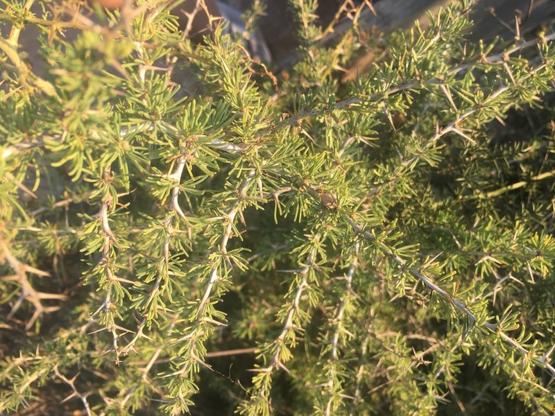 Asparagus albus photo 4