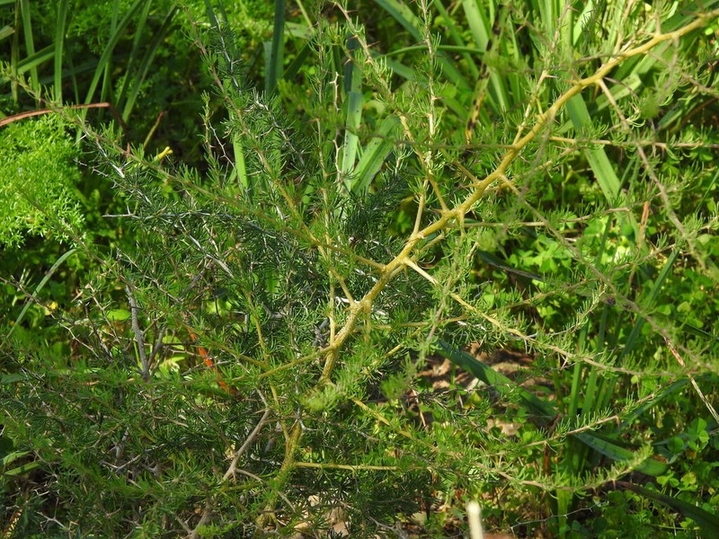 Asparagus albus photo 5