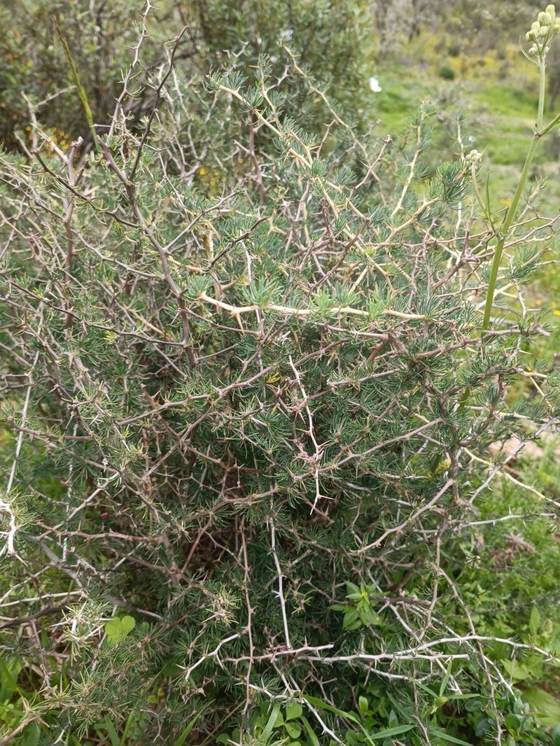 Asparagus albus photo 6