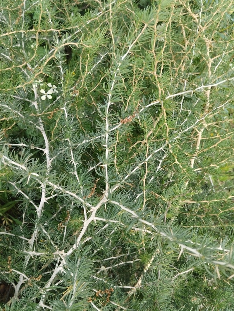 Asparagus albus photo 7