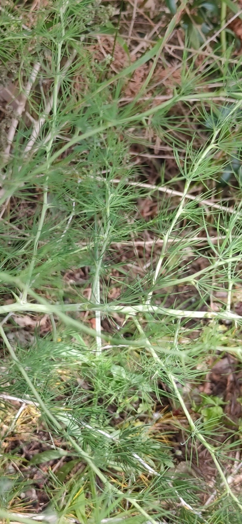 Asparagus albus photo 8